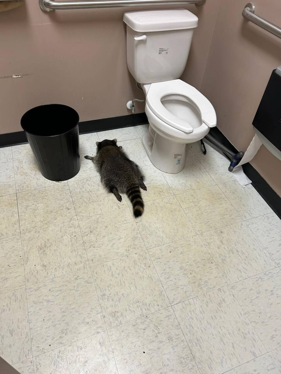 Raccoon found unconscious near a toilet in a liquor store.