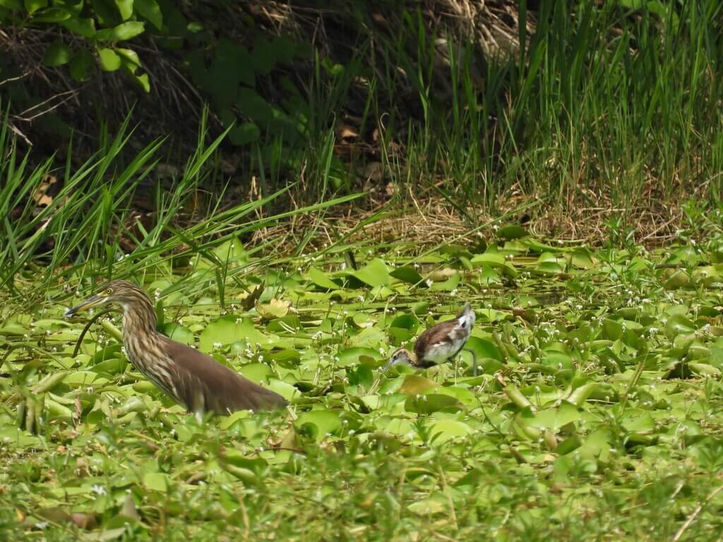 高雄洲仔濕地嘉年華 邀民眾感受自然人文風貌