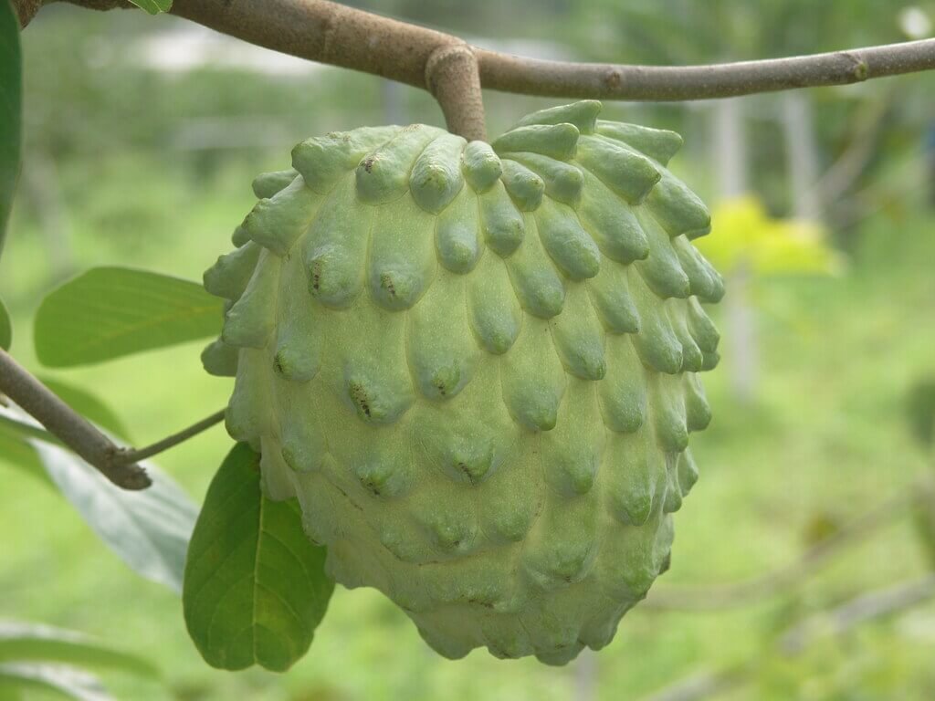 釋迦產季登場　產量回升47%仍未達往年水準