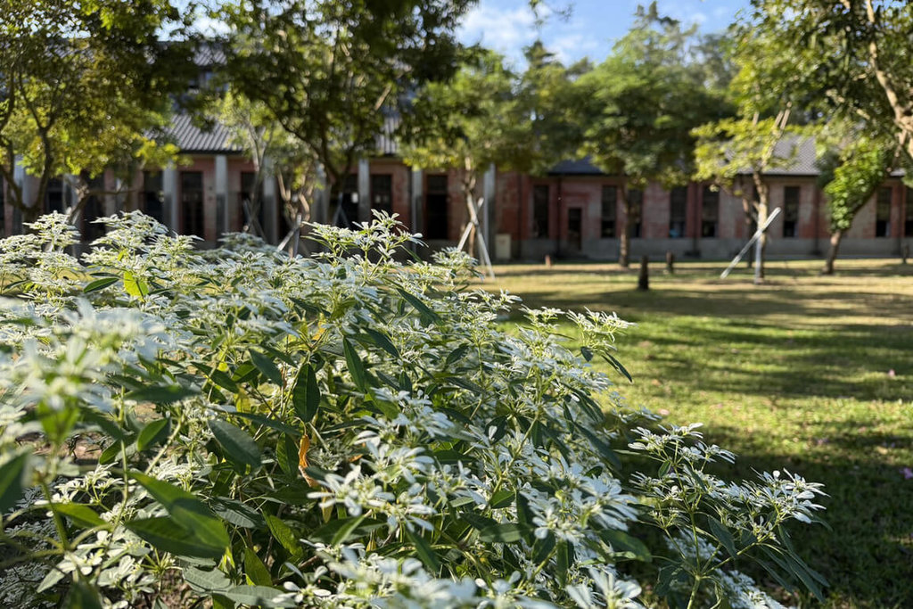 氣溫下降白雪木盛開 台南水道博物館花季登場