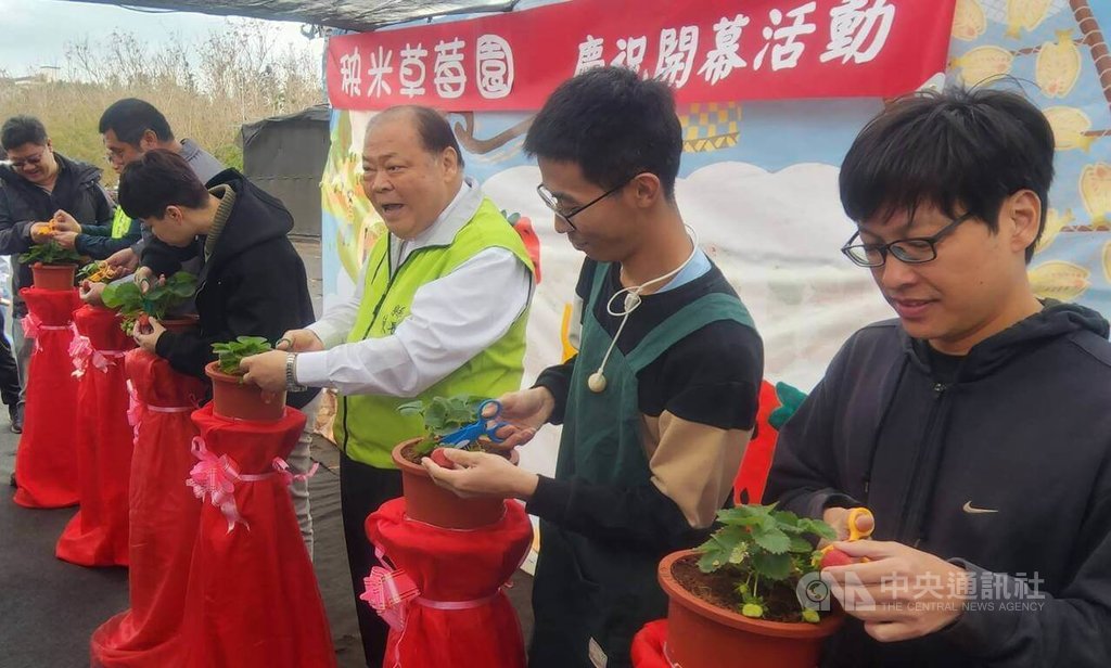 澎湖首座觀光草莓果園開園（2）