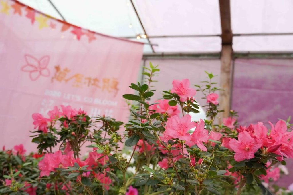 萬金杜鵑花展開跑　可賞30特殊品種杜鵑