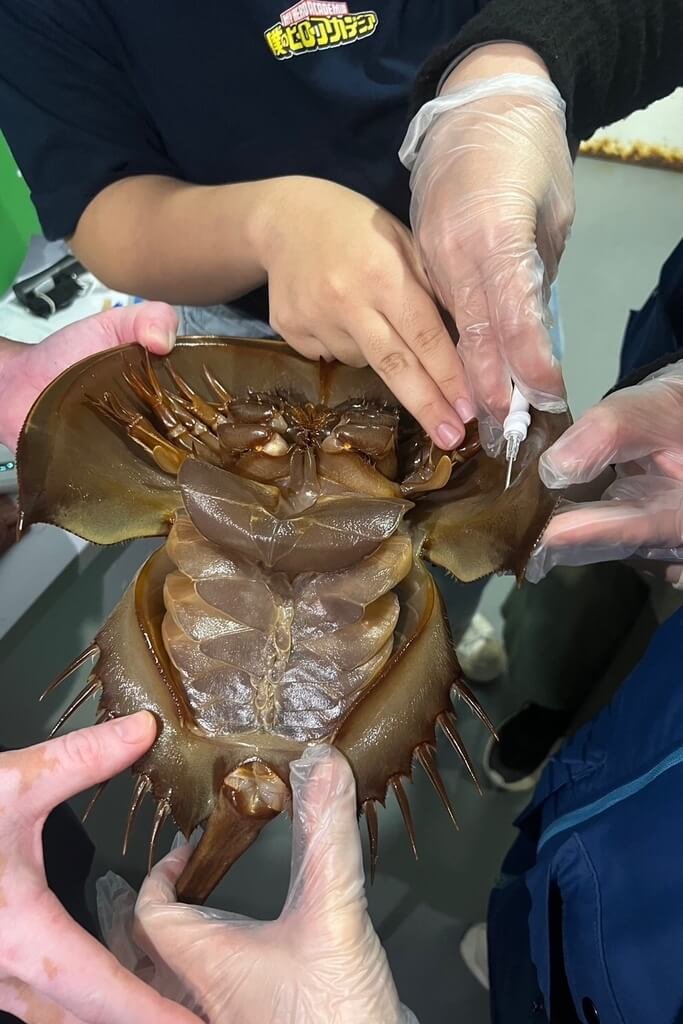 Xpark救傷收容能量擴及三棘鱟物種