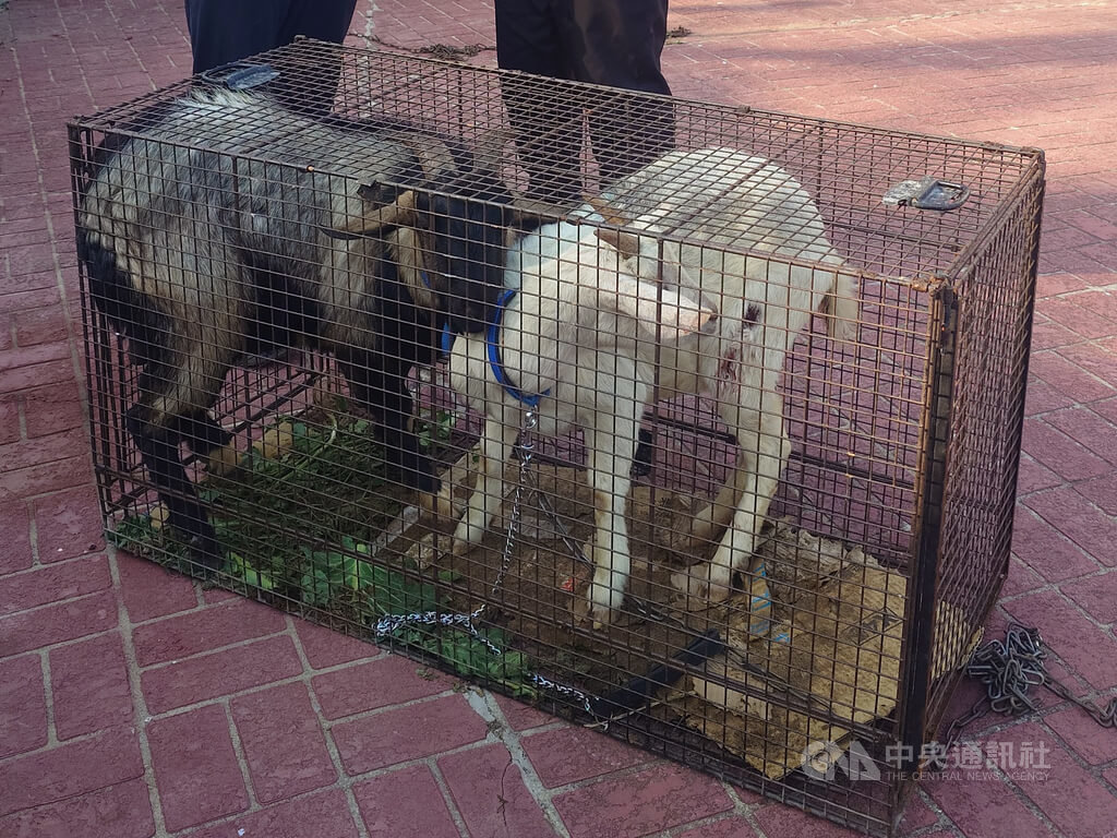 連江縣首度標售無主羊　2萬1200元售出 （1）