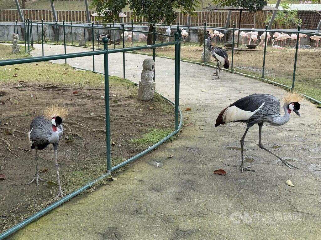 九九峰動物樂園　鳥類、可愛動物為主題
