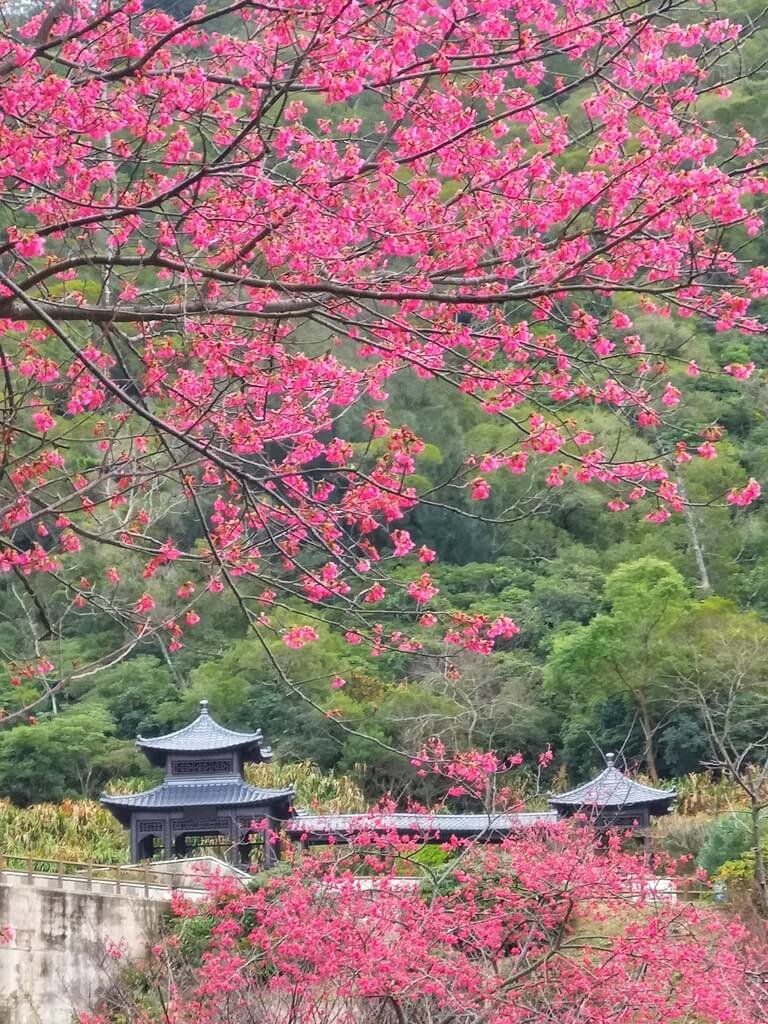 馬祖南竿勝天公園一帶櫻花　估2月中旬起盛開