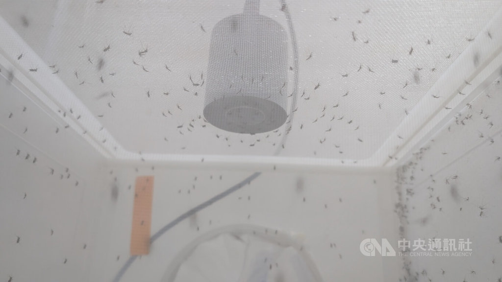 疾管署病媒實驗室養萬隻蚊　提供防疫科學依據