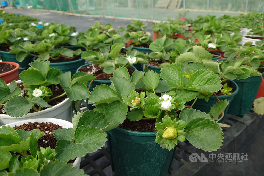 在家種出討喜草莓盆栽　台南青農推新手包教學（2）