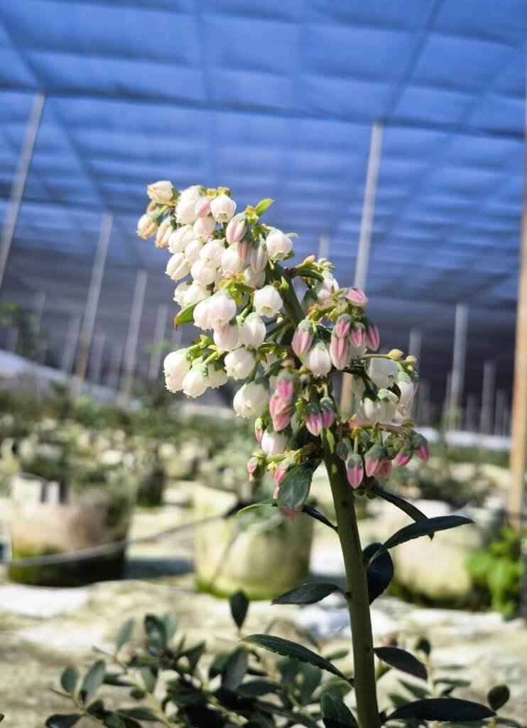 苗栗國產藍莓進入花期　3月可望上市
