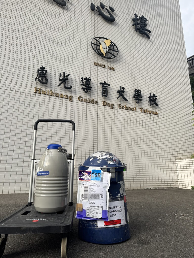 導盲犬培訓升級　澳洲種犬助攻育種