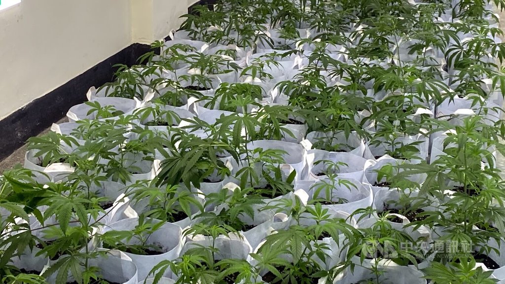 新北警大數據揪毒網　查扣870活株大麻（2）