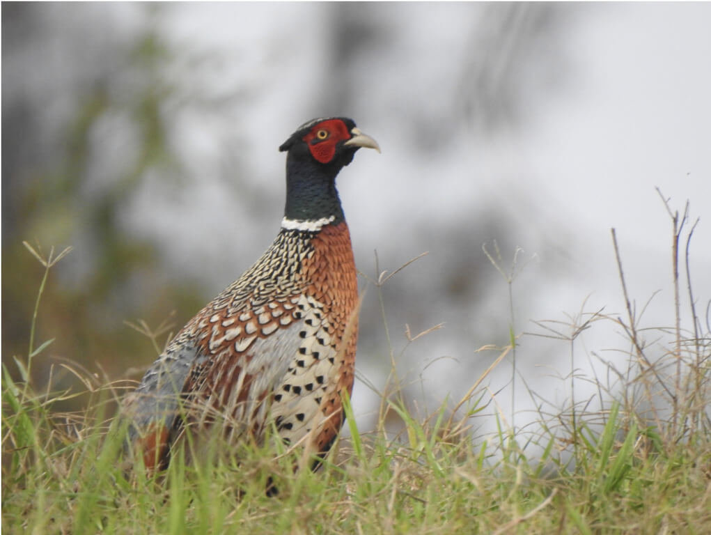 火災缺水雙重夾擊 台東知本溼地環頸雉驟減