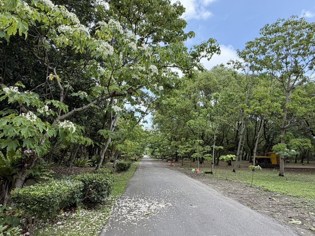 南華林業文化園區桐花開3成　預計清明節後會盛開