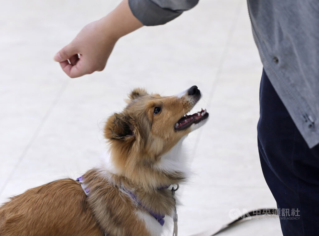 狗醫生協會訓練　學員學習與幼犬互動