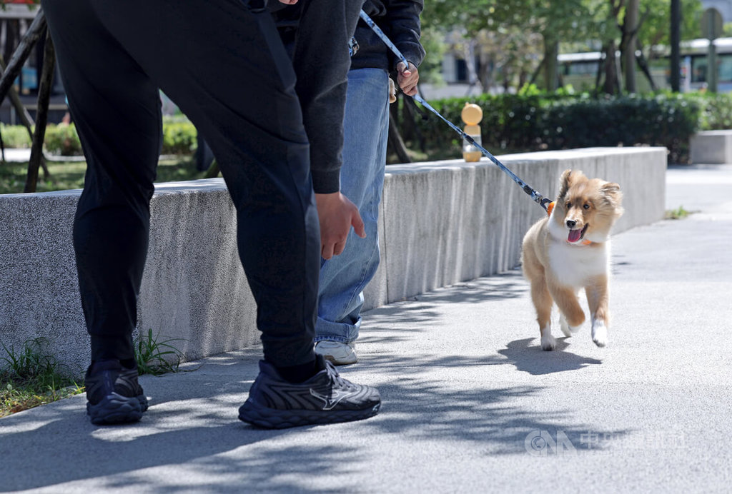 狗醫生協會訓練　飼主也要上志工課程