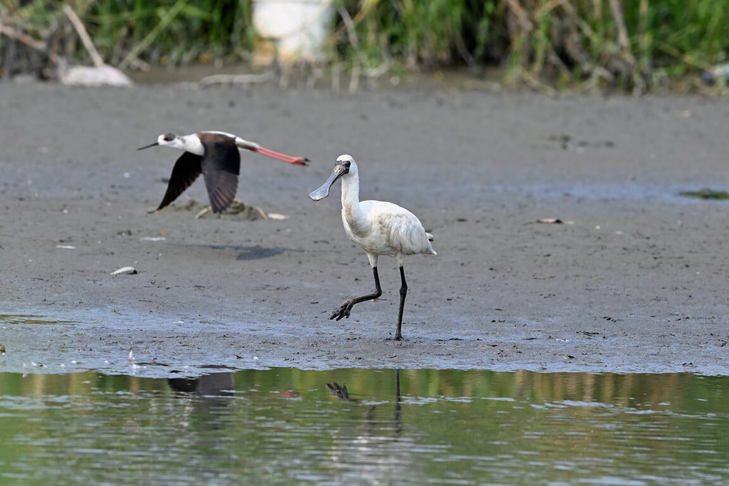 台東太平溪緊急疏濬完工　黑面琵鷺現蹤溪床