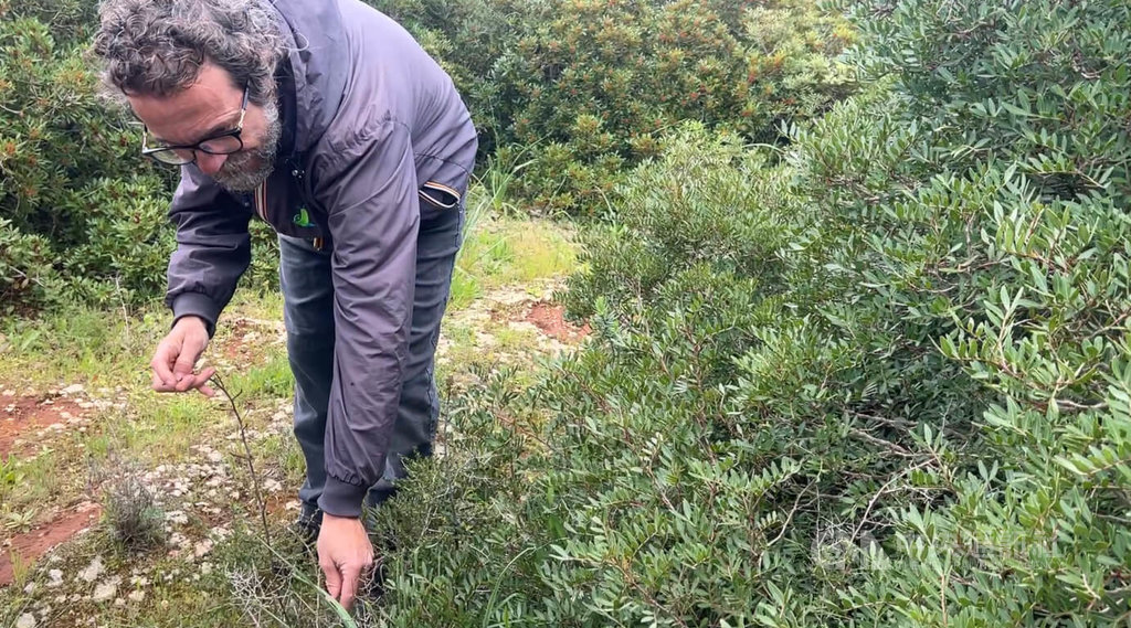 薩倫托採食文化