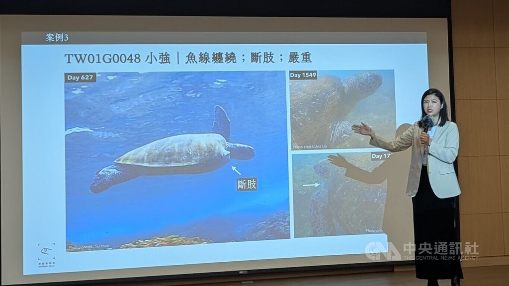 中研院研究記錄綠蠵龜遭魚線纏繞導致斷肢歷程