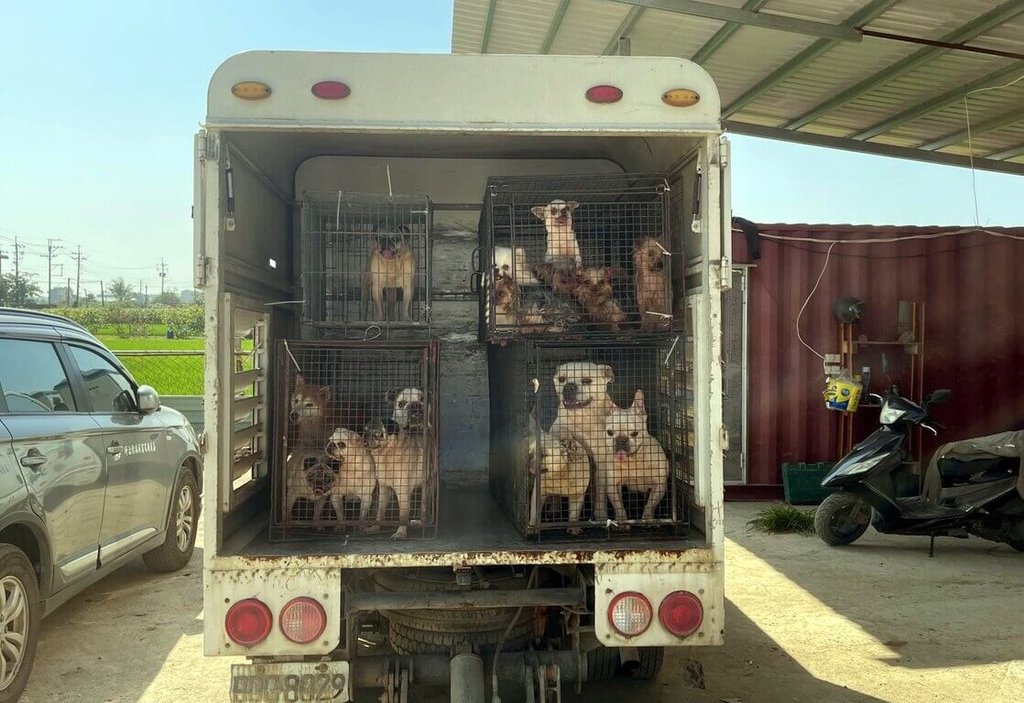 嘉縣黑心繁殖狗場10犬疑遭割聲帶　飼主送辦