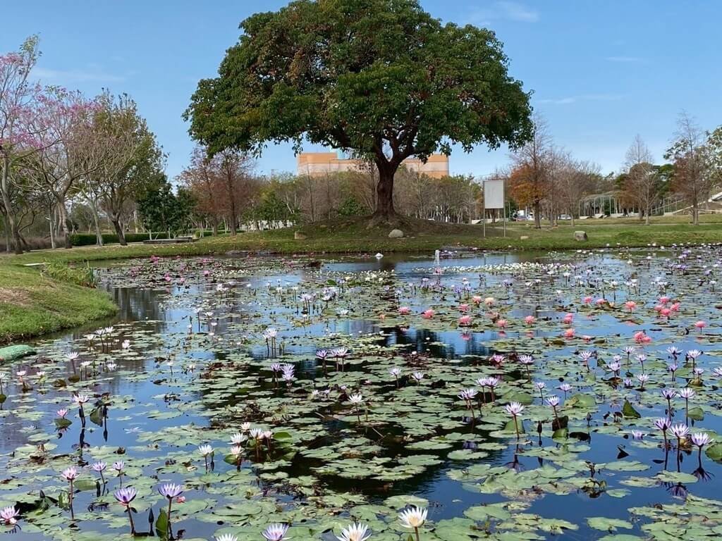后里環保公園蓮花池　朵朵蓮花盛開