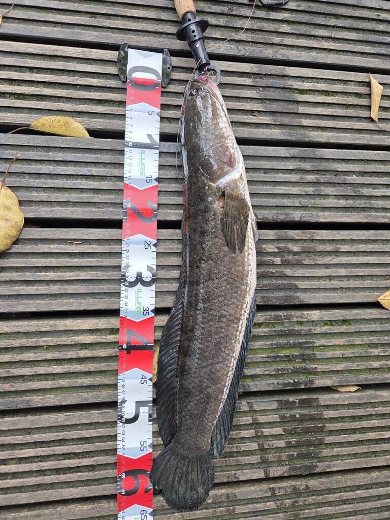 羅東貯木池外來魚移除　釣起65公分泰國鱧