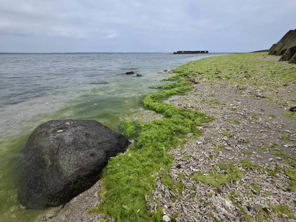 澎湖潮間帶布滿海藻　為岸際增美麗姿色（1）