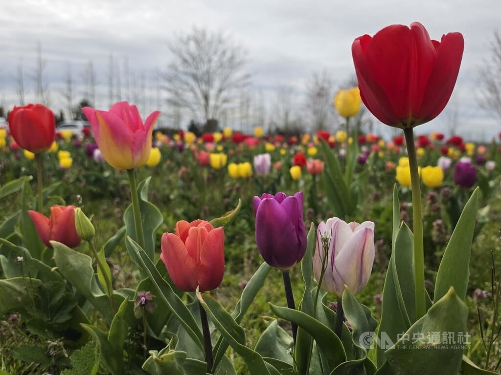 加拿大慈濟愛心農園內株株鬱金香都是志工愛心