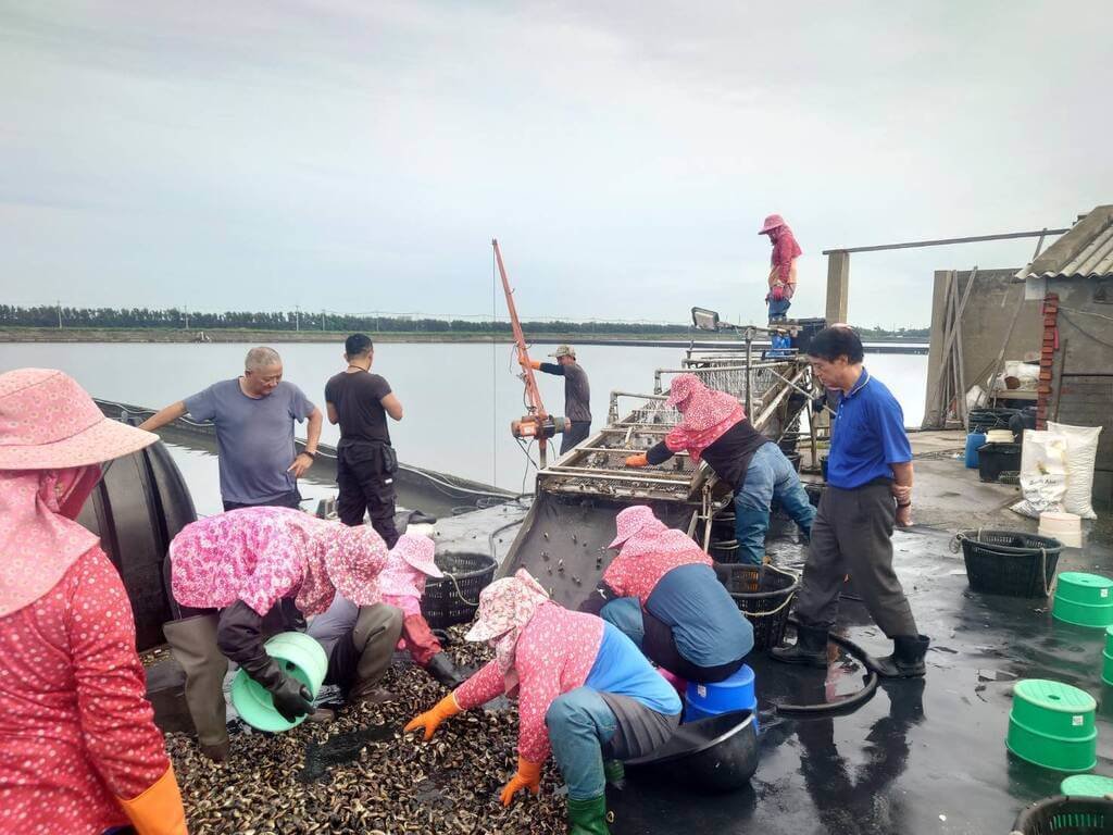 水試所推文蛤分段養殖新模式