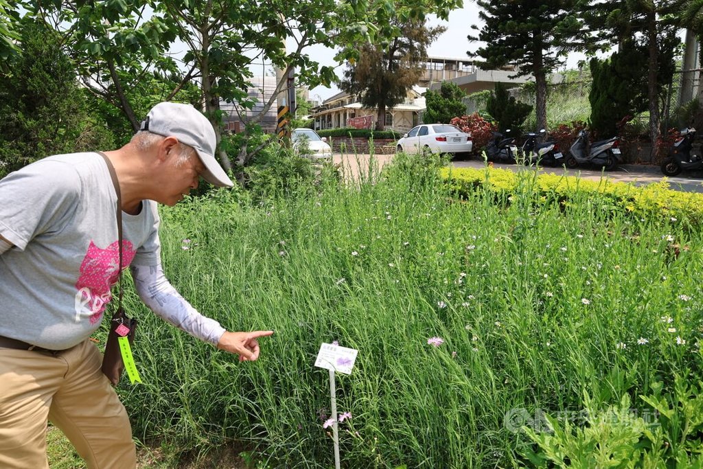 苗縣通霄新埔孕育多種珍稀受脅植物