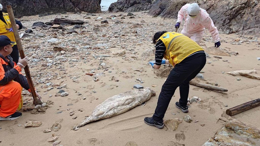 馬祖南竿發現死亡露脊鼠海豚（1）