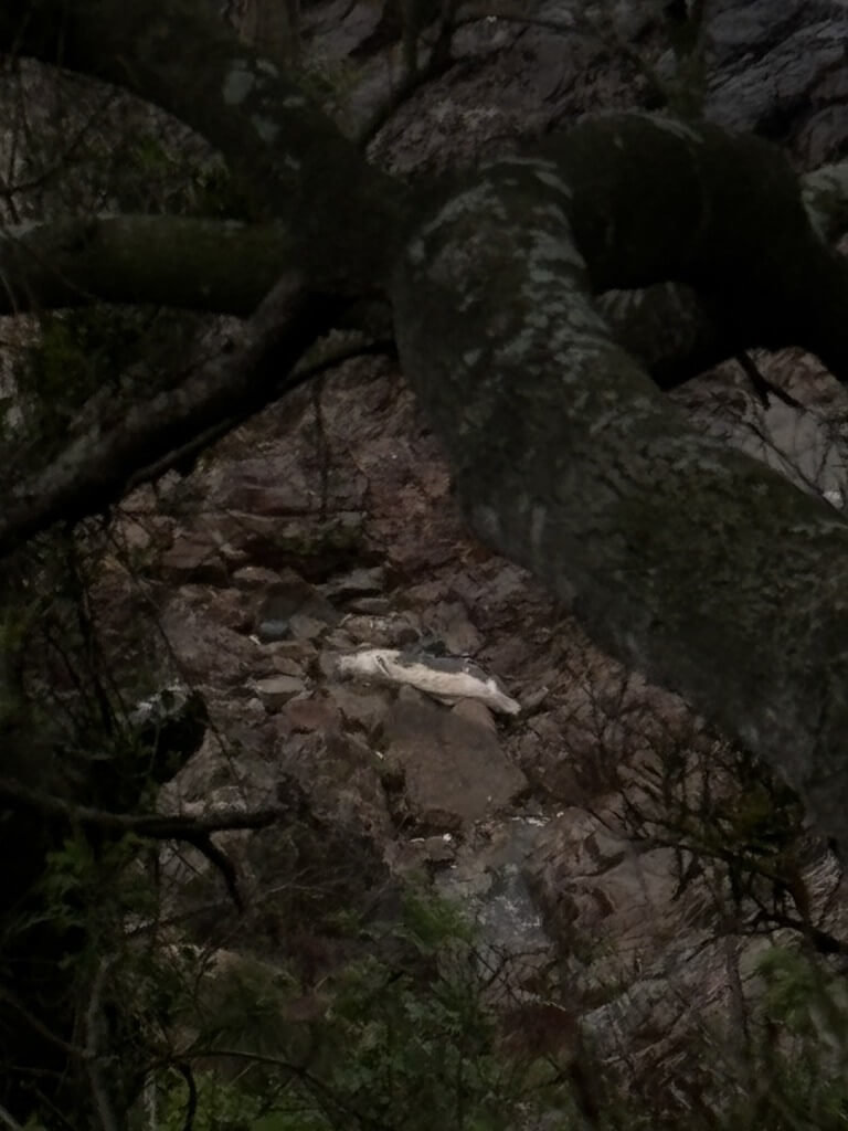 馬祖南竿發現死亡露脊鼠海豚（2）