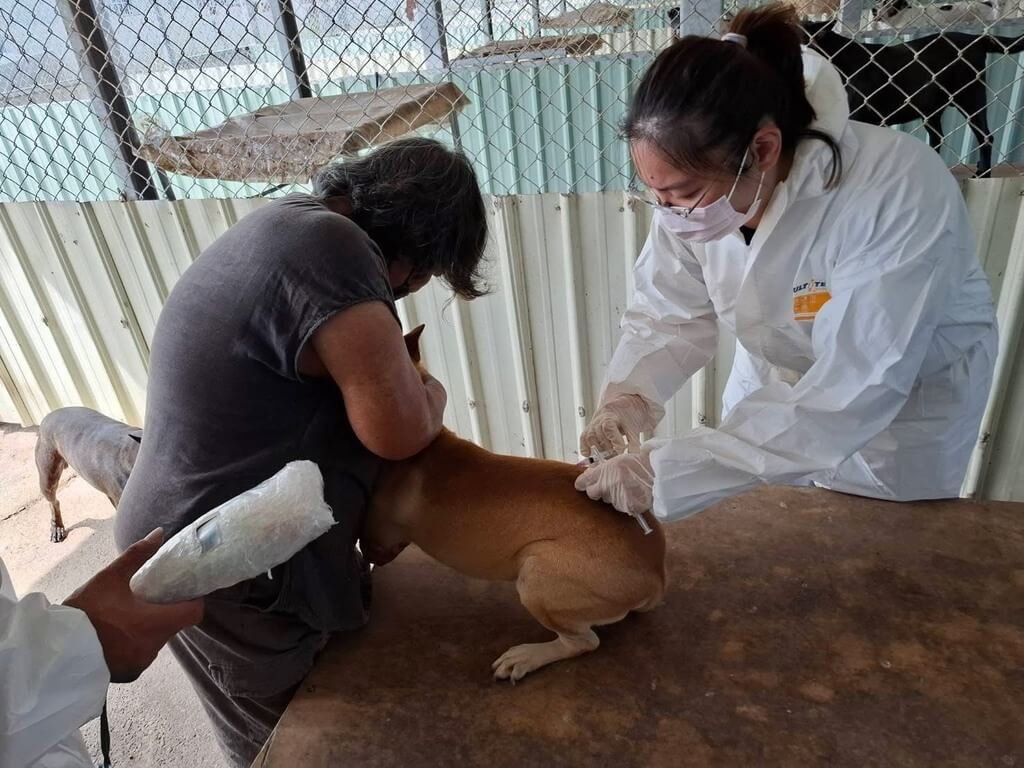 苗栗銅鑼現鼬獾狂犬病陽性　加開疫苗注射場次