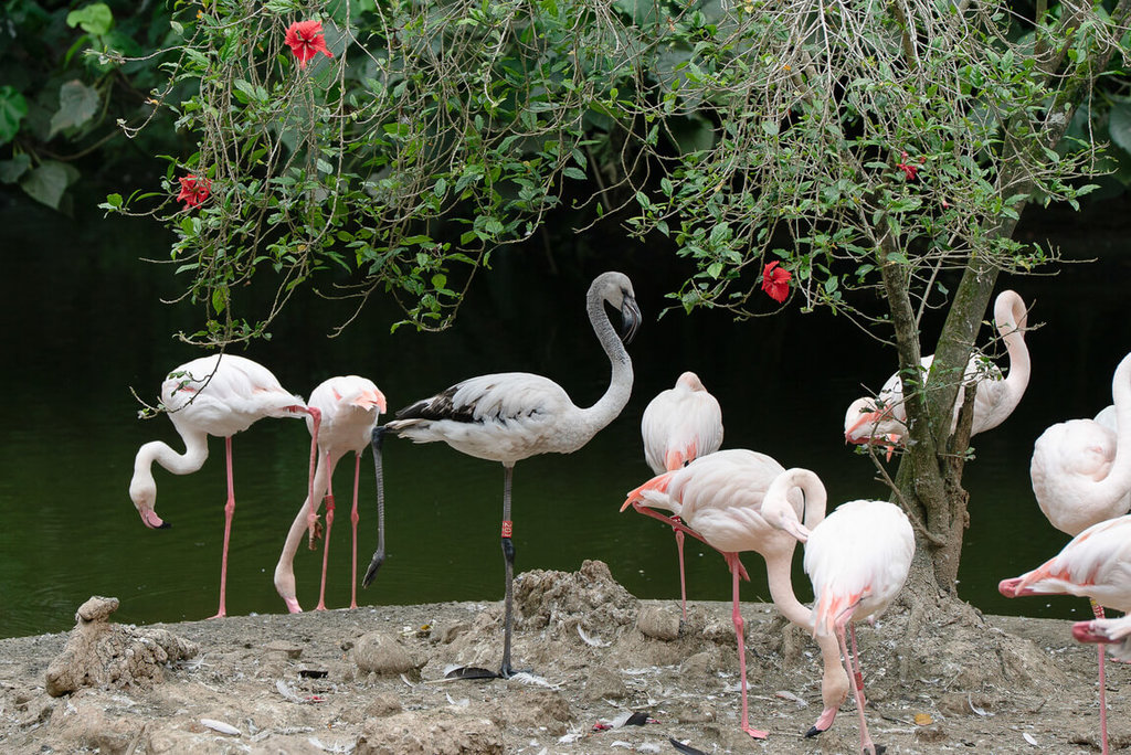 北市動物園大紅鶴亞成鳥體型已近成鳥