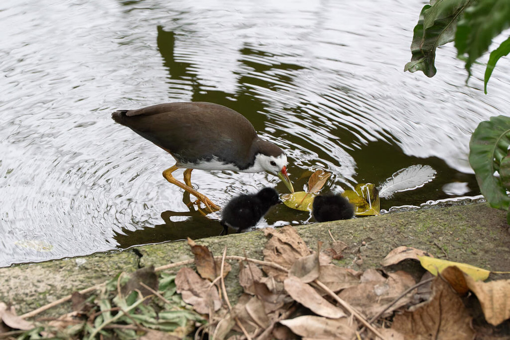 北市動物園白腹秧雞幼鳥水邊活動