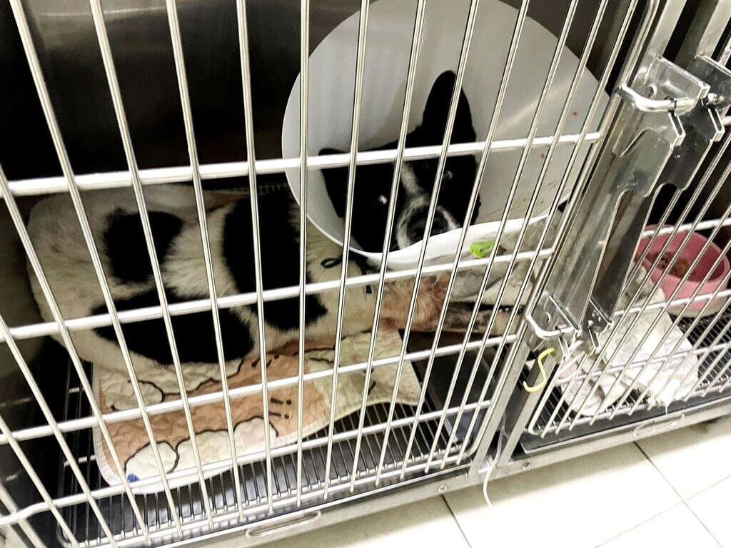 三義犬隻遭弓箭射傷　未脫離險境