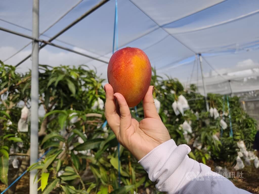 台灣精品芒果賣到日本伊勢丹百貨（3）