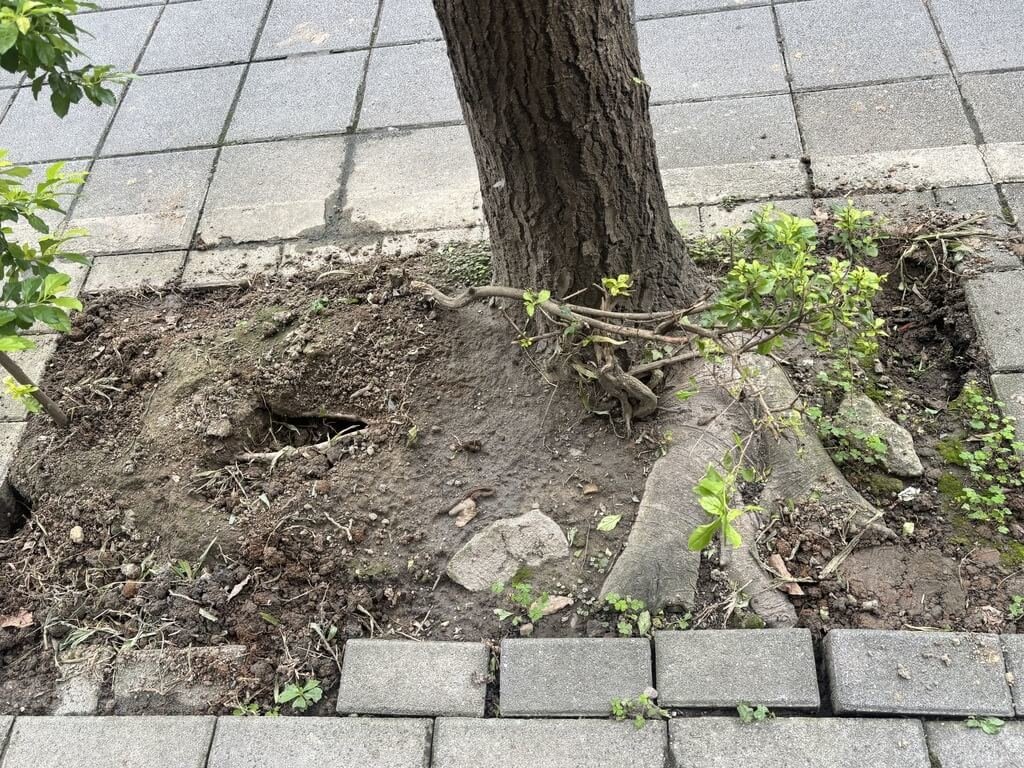 北市填補樹穴鼠洞　議員批敷衍了事