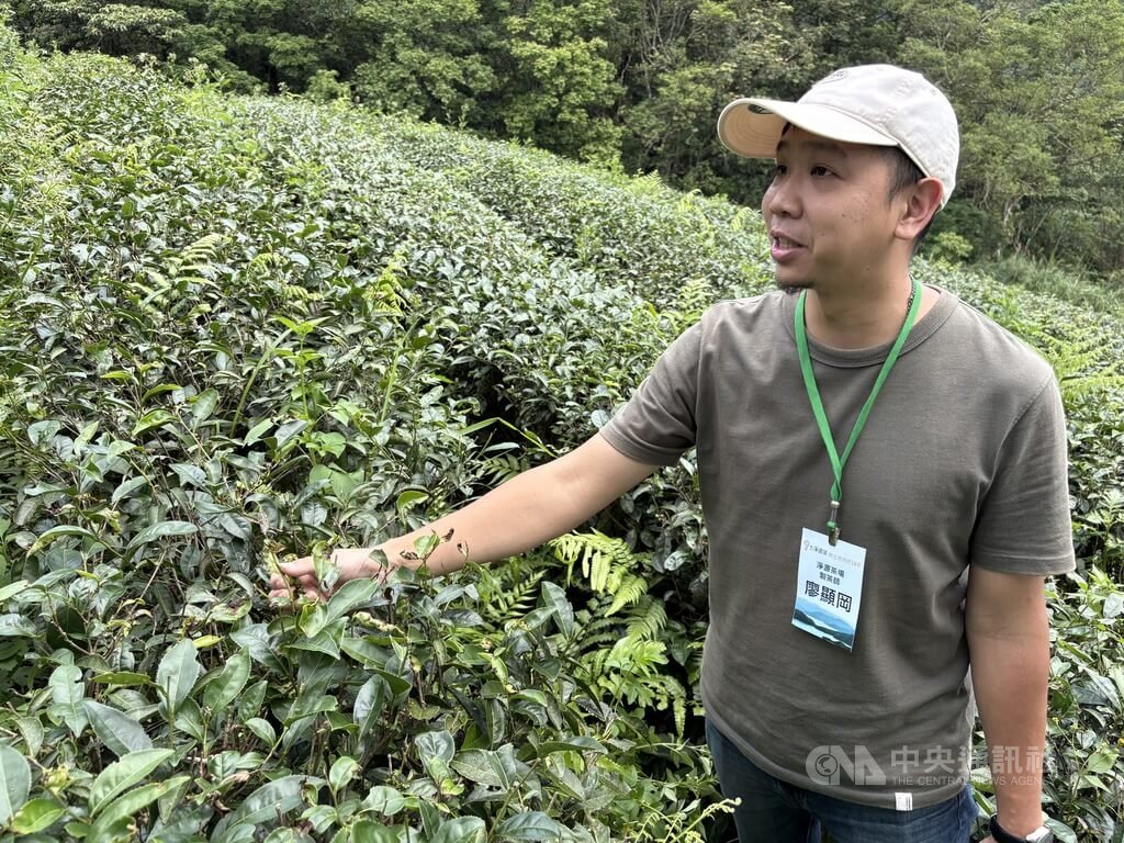 坪林茶農談有機茶　自然製程風味更豐富