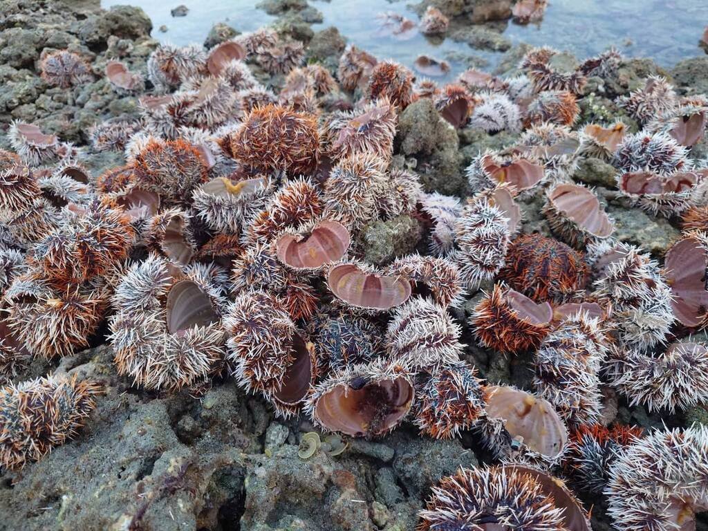 澎湖金嶼潮間帶現大量馬糞海膽殘殼