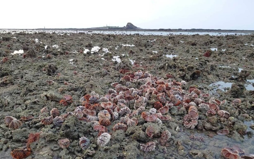 澎湖馬糞海膽未開放採捕　金嶼潮間帶現大量殘殼