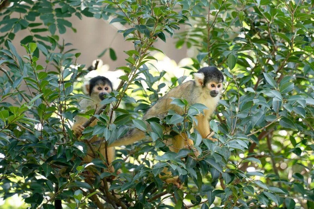 北市動物園黑冠松鼠猴曾跳出活動場再循原路回返