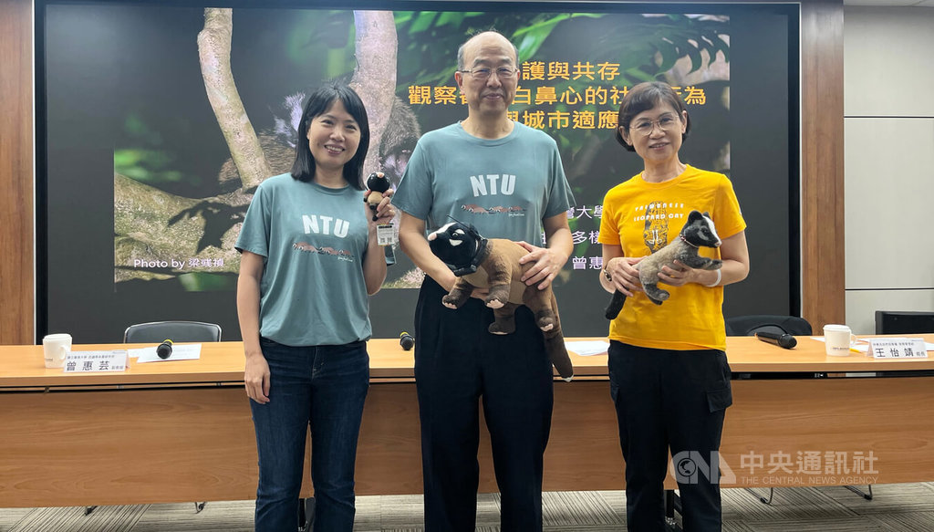 白鼻心成都市新住民　首見成年雌性共同育兒