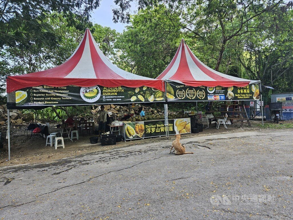 中國榴槤熱背後 大馬出口市場過度集中隱憂浮現