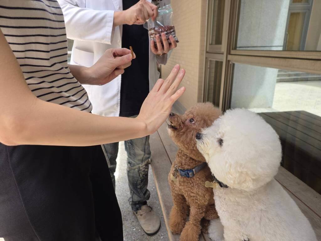 大千南勢醫院引進陪伴犬　扮演精神職能治療媒介