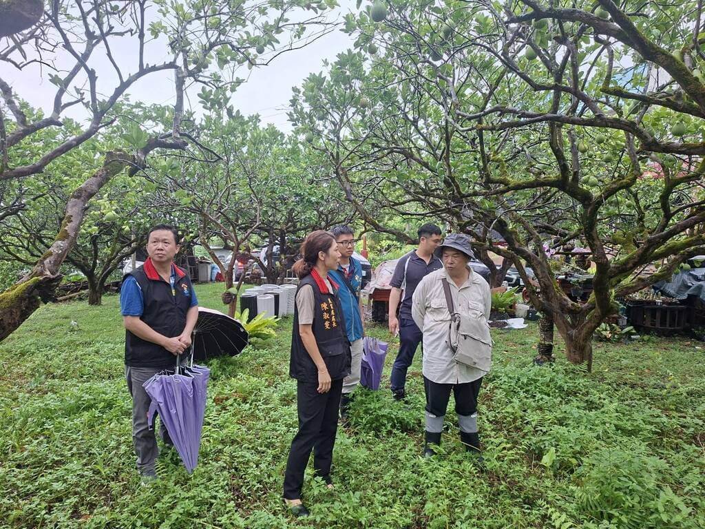 花蓮文旦柚著果不良　農政單位勘災