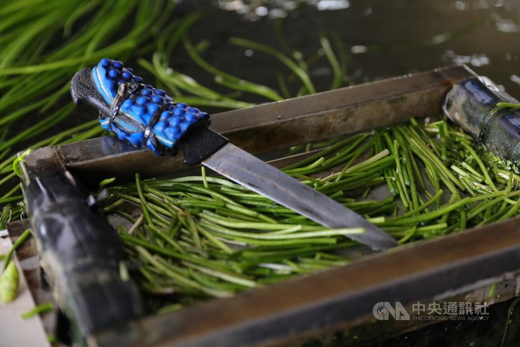 移工加入美濃水蓮業　工作細節秀智慧