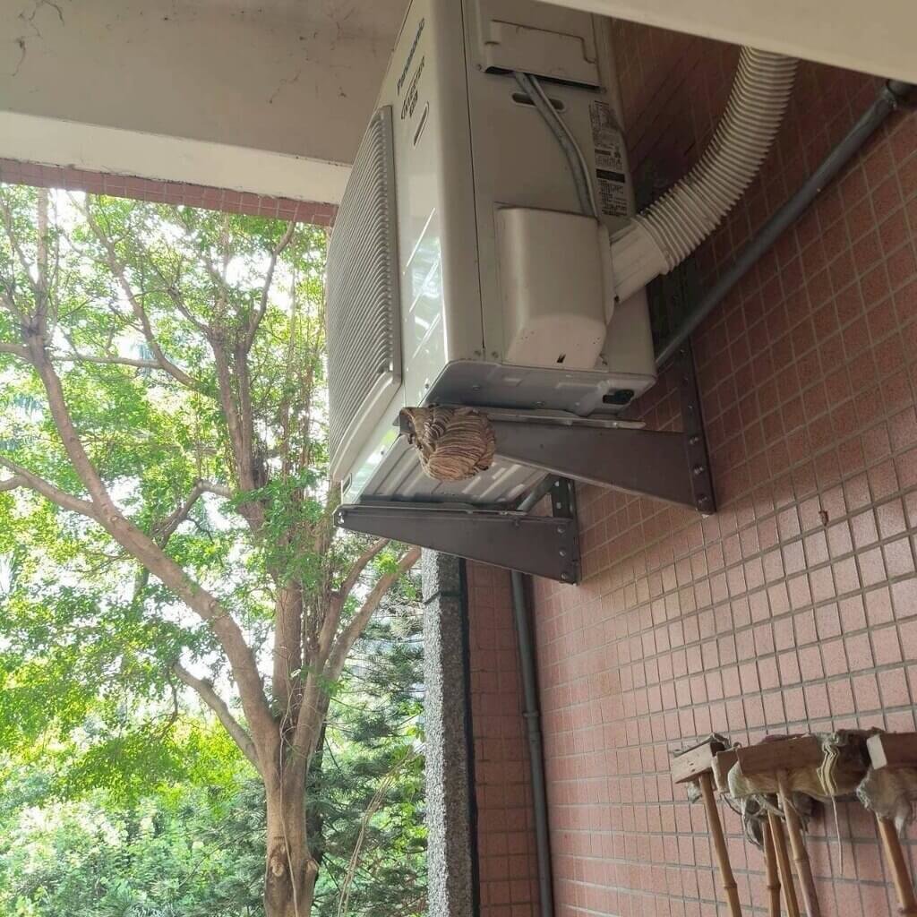 台中某國小冷氣室外機虎頭蜂築巢