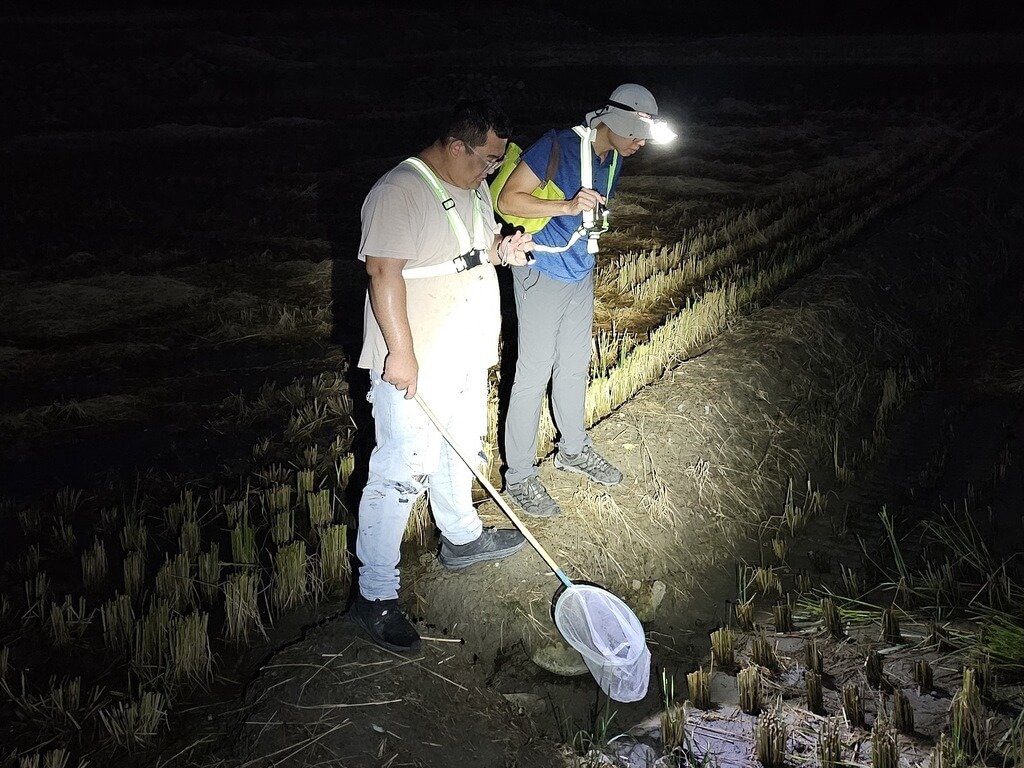 南投海蟾蜍數量減少