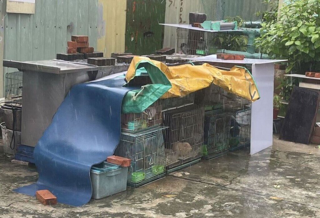 高雄男涉虐動物屢罰不改