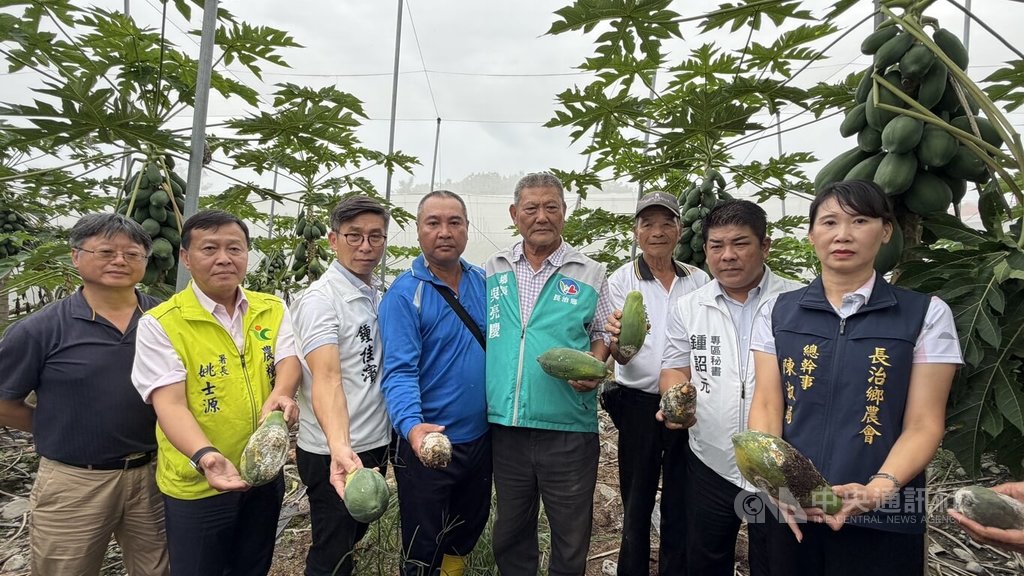 鍾佳濱現勘屏東木瓜農損
